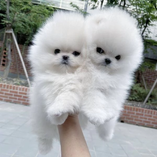 cucciolo di spitz nano di pomerania