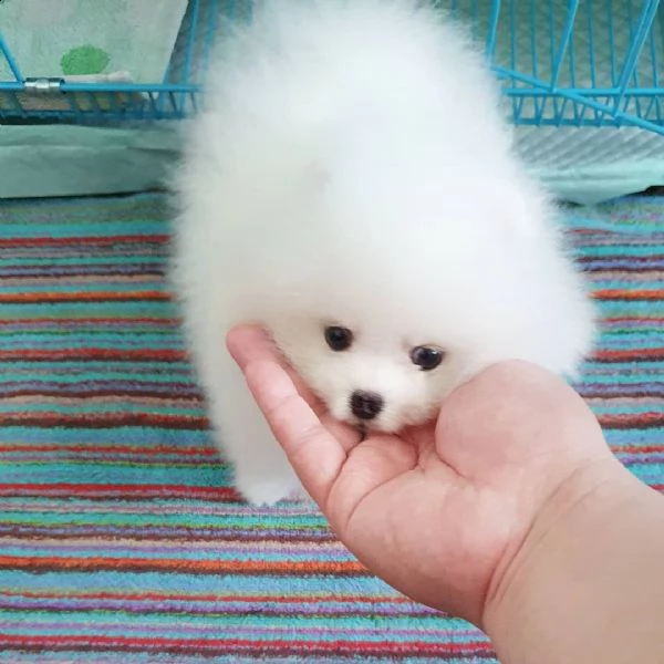 cucciolo di spitz nano di pomerania