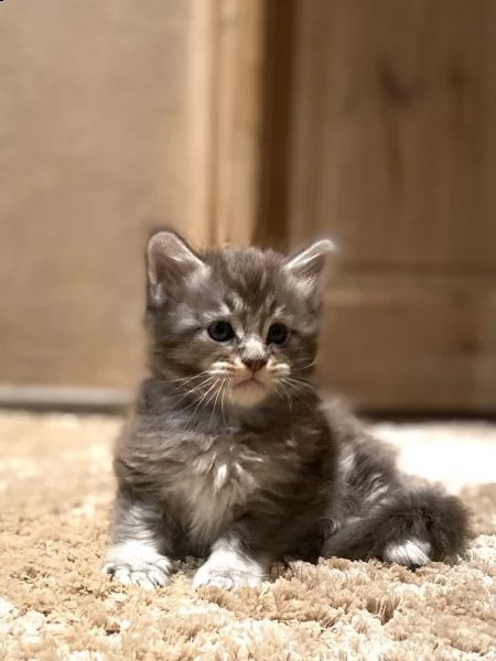 spelendidi cuccioli di maine coon | Foto 0