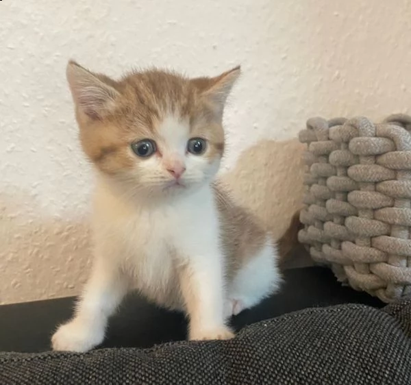  british shorthair 