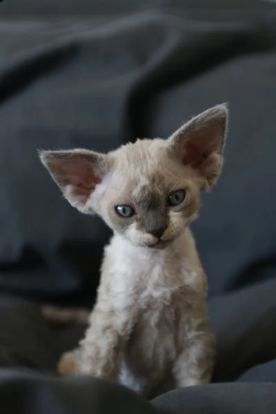 devon rex cuccioli  | Foto 0