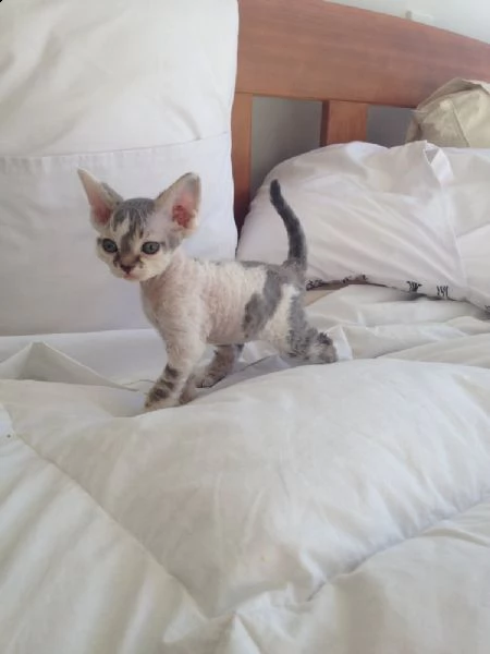 devon rex cuccioli 