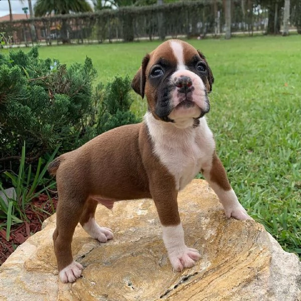  adorabili cuccioli di boxer  pronti per l'adozione, 