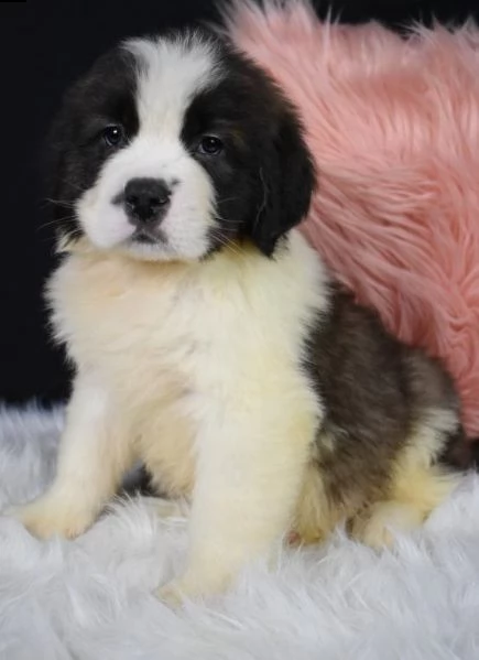 adorabili cuccioli di san bernardo messi in adozione,