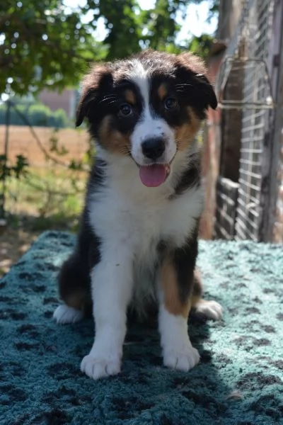 Cucciolo di pastore australiano | Foto 0