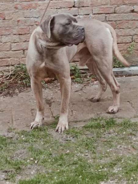 Cane corso maschio formentino