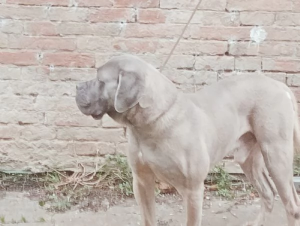 Cane corso maschio formentino | Foto 1