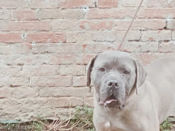 Cane corso maschio formentino | Foto 0