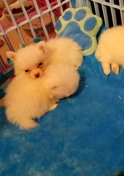 tea-cup spitz pomerania toy 