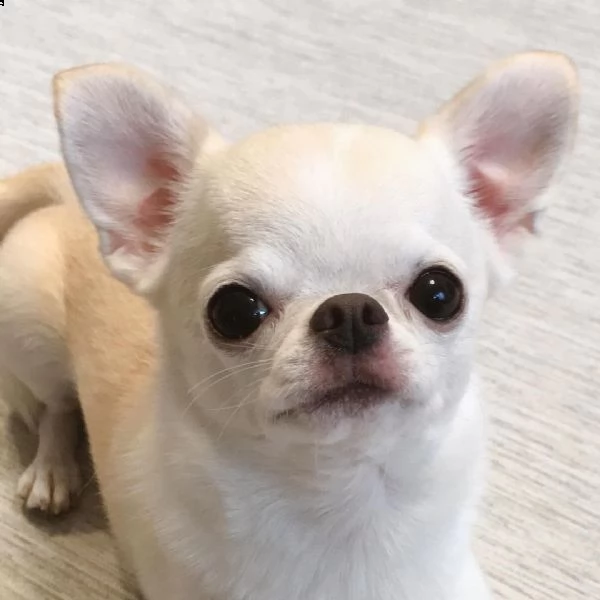 meraviglioso regalo di chihuahua  cuccioli di chihuahua di ottima genealogia, già vaccinati, svermin