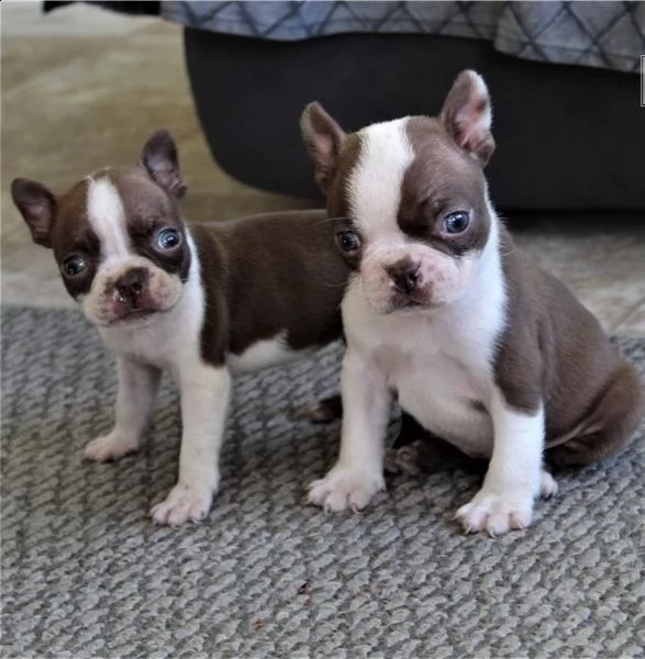 adorabili cuccioli di boston terrier predisposti per l'adozione