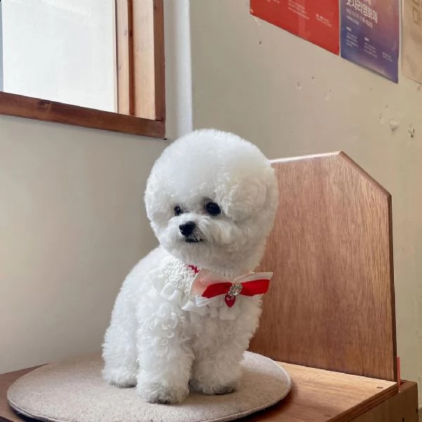 regalo bichon cuccioli meravigliosi ! 