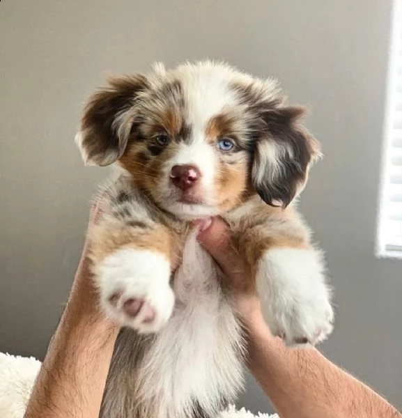  adorabili cuccioli pastore australiano