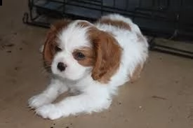 disponibili cuccioli di cavalier king . nati e cresciuti in ambiente domestico e abituati ai bambini