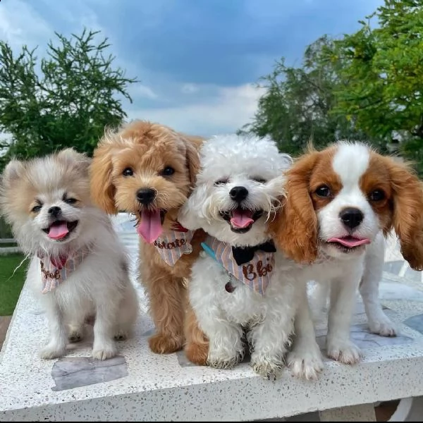 regalo cavalier king cuccioli meravigliosi ! 