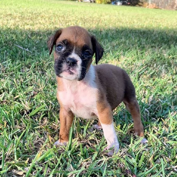 adorabili cuccioli di boxer  pronti per l'adozione