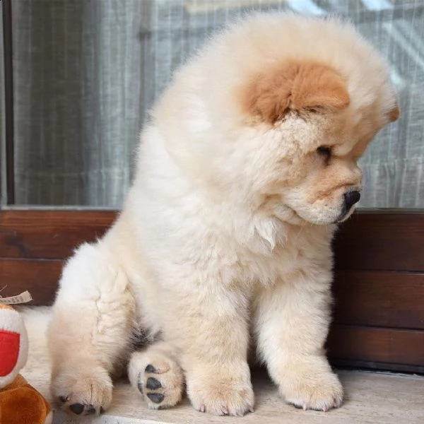 adorabili cuccioli di chow chow impostati per l'adozione,