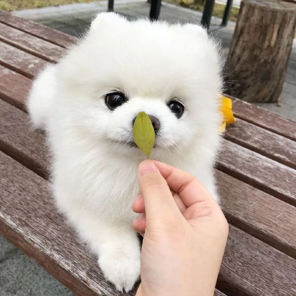 cuccioli di spitz di pomerania