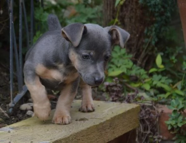 adorabili cuccioli di jack russell messi in adozione, 