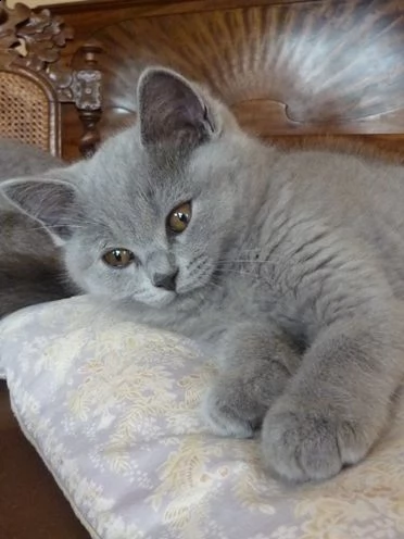 adorabili cuccioli di british shorthair