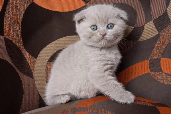 adorabili e sani gattini scottish fold di razza pura per l'adozione. gentilmente contattami con il t