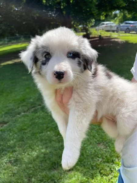 adorabili cuccioli di border collie femminucce e maschietti  disponibili per l'adozione gratuita 