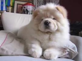 vendita disponibili e pronti , cuccioli di chow chow