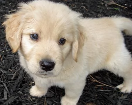 vendita cucciolo cuccioli golden retriever nati 03.06.21