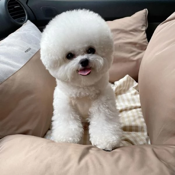  regalo bichon cuccioli meravigliosi !