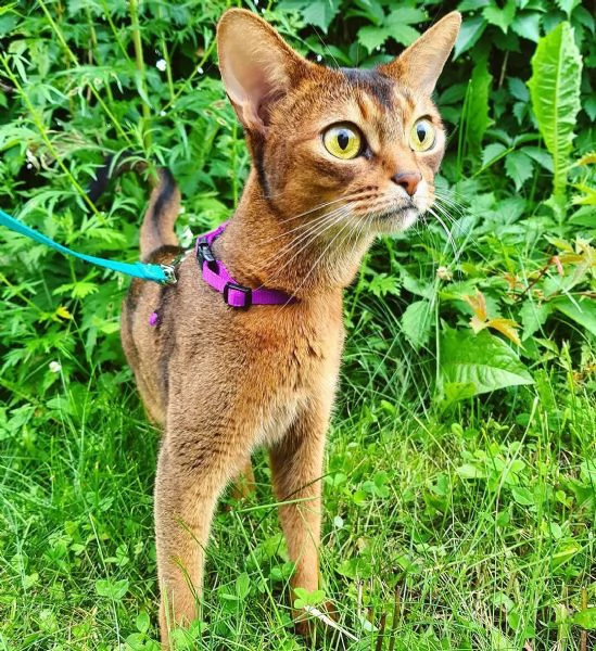 solo 7 settimane il mio adorabile gattino di abissino è già vaccinato e sverminato, ed è già disponi