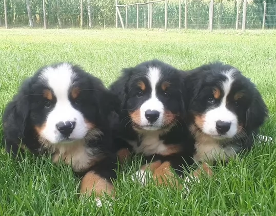 bovaro del bernese con pedigrèe