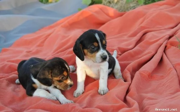 vendita cucciolo beagle cuccioli (pedigree/allevamento)