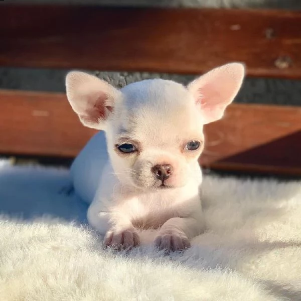 regalo chihuahua cuccioli meravigliosi ! 