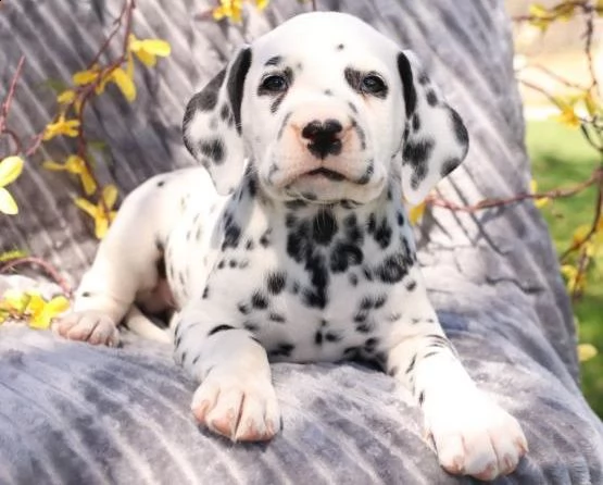  adorabili cuccioli di dalmata messi in adozione