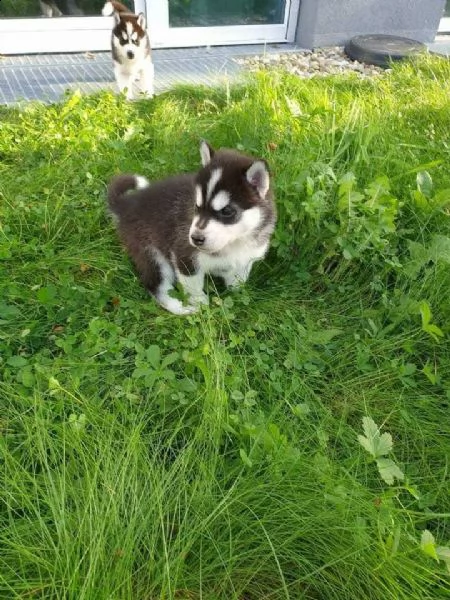  siberian husky occhi color ghiaccio stupendi 