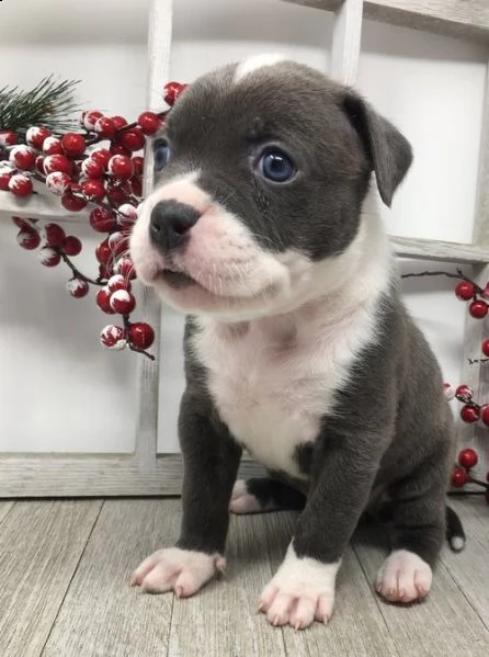 regalo bellissimi maschi e femmine pitbull cuccioli