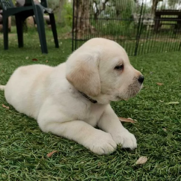  labrador retriever cucciolo maschio miele 