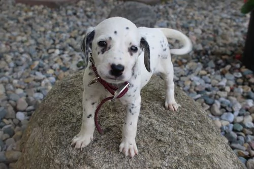 regalo dalmata cuccioli