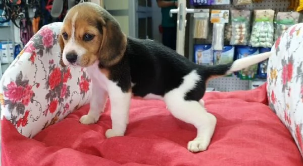  cuccioletti di beagle 