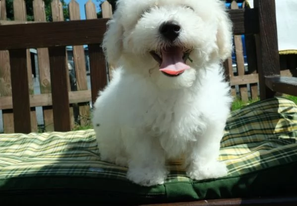 belli e sani bichon frise cuccioli