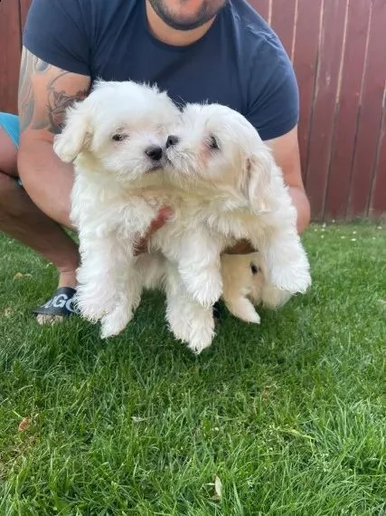  regalo adorabili cuccioli mini maltese  femminucce e maschietti gratuita 