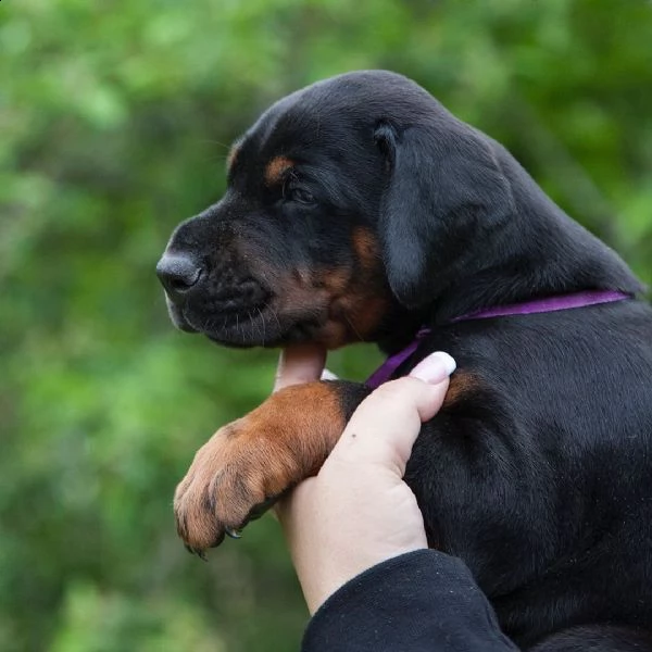 regalo adorabili cuccioli dobermann femminucce e maschietti disponibili verranno ceduti con pedigree