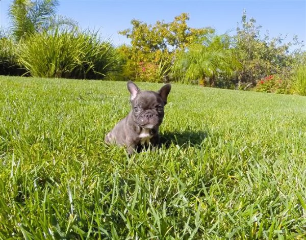 cuccioli di bouledogue francese con pedigree 