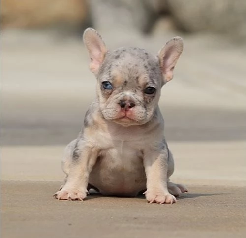  cuccioli di bulldog francese per l'adozione