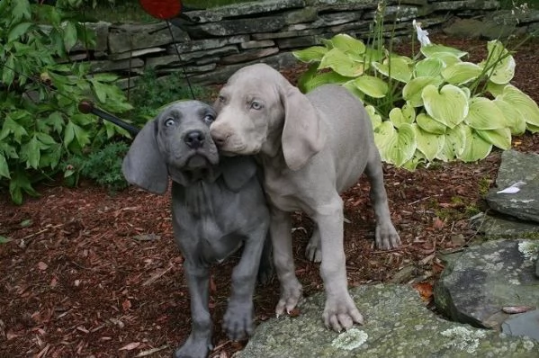 cuccioli di weimaraner per adozione