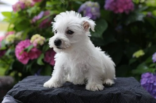 regalo adorabili cuccioli  west highland terrier bianco femminucce e maschietti disponibili