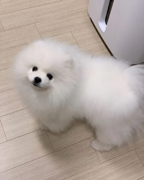 spitz di pomerania nano 