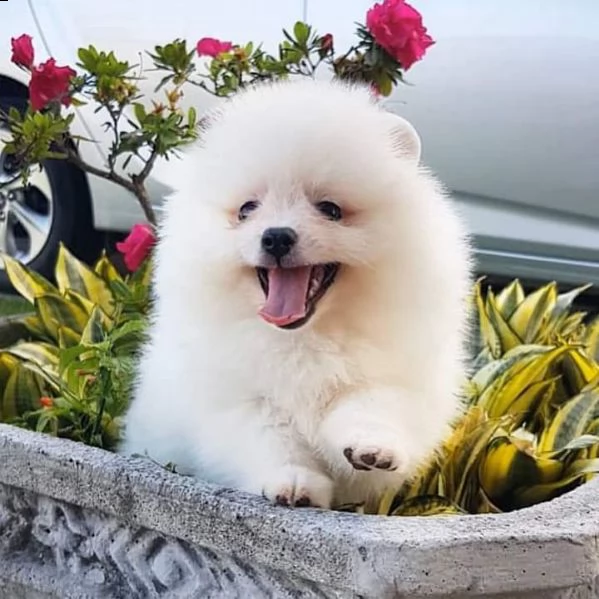 tea-cup spitz pomerania toy