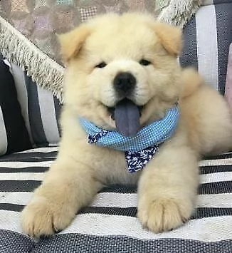  cuccioli di chow chow 