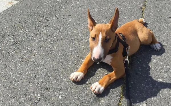 adorabili cuccioli di bull terrier messi in adozione